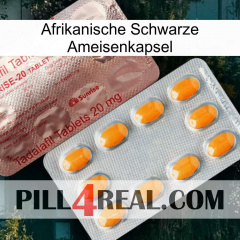 Africa Black Ant Capsule new13